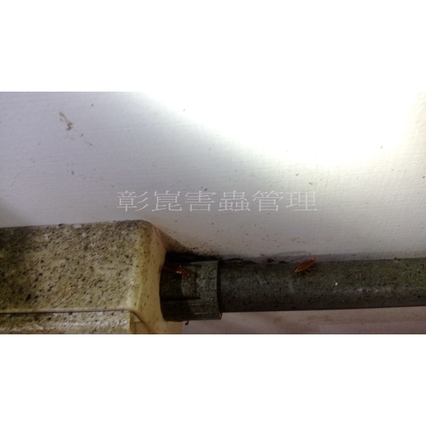 德國蟑螂防治前 德國蟑螂防治前,彰崑環境工程有限公司