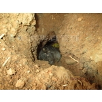 除鼠工程 - 彰崑環境工程有限公司