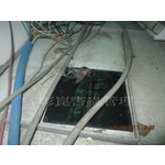 滅鼠工程 - 彰崑環境工程有限公司