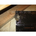 滅鼠工程 - 彰崑環境工程有限公司