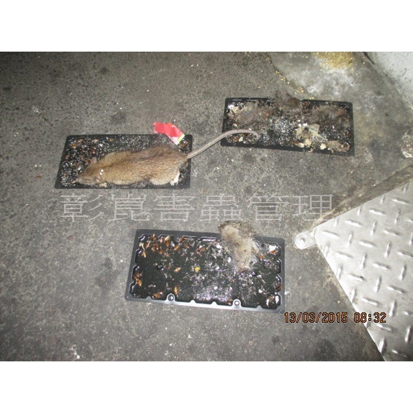 老鼠防治 老鼠防治,彰崑環境工程有限公司