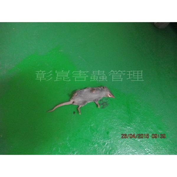 老鼠防治