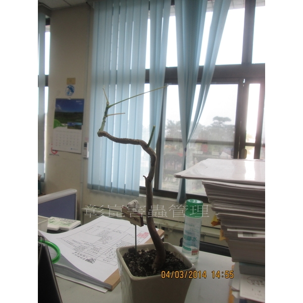 老鼠吃掉盆栽樹葉 老鼠吃掉盆栽樹葉,彰崑環境工程有限公司