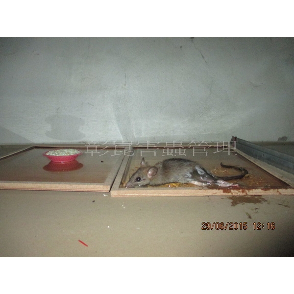 老鼠防治