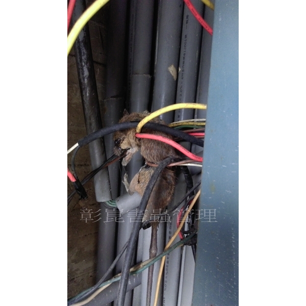 老鼠防治