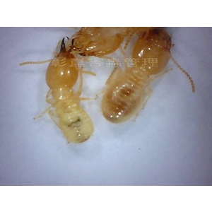 20倍電子放大鏡下兵蟻