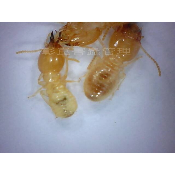 20倍電子放大鏡下兵蟻