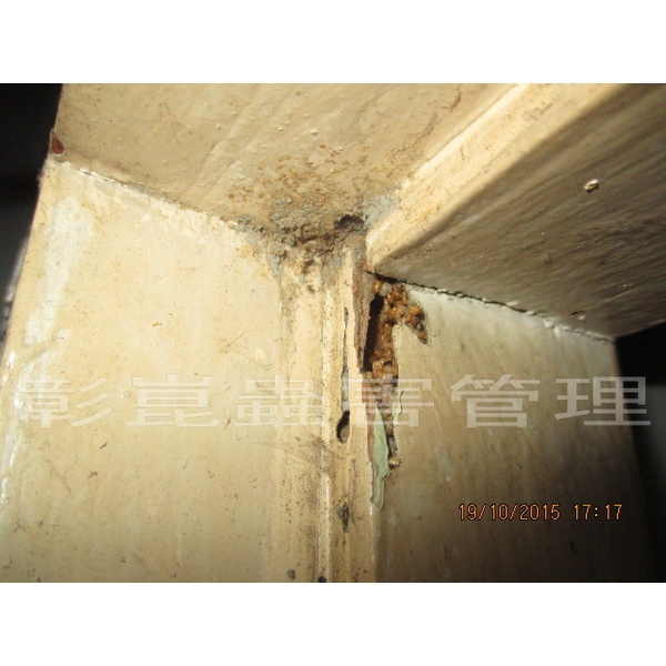 白蟻防治