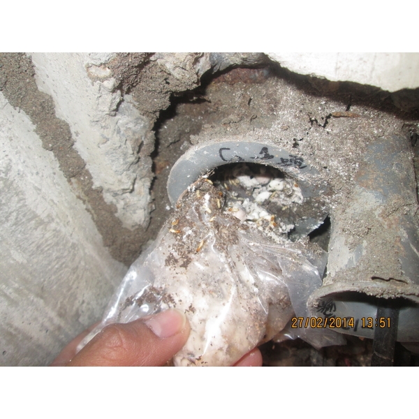 白蟻防治,彰崑環境工程有限公司