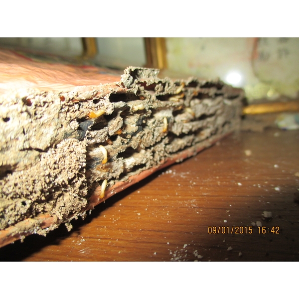 白蟻防治 白蟻防治,彰崑環境工程有限公司