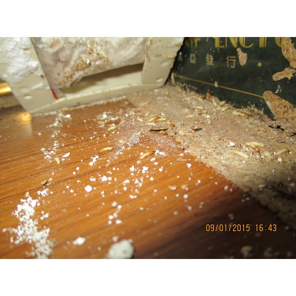 白蟻防治 白蟻防治,彰崑環境工程有限公司