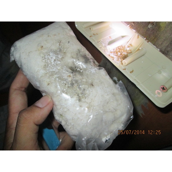 白蟻防治 白蟻防治,彰崑環境工程有限公司