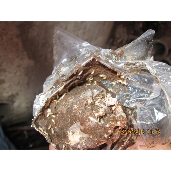 白蟻防治,彰崑環境工程有限公司