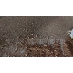 乾木白蟻(截頭堆砂白蟻) - 彰崑環境工程有限公司