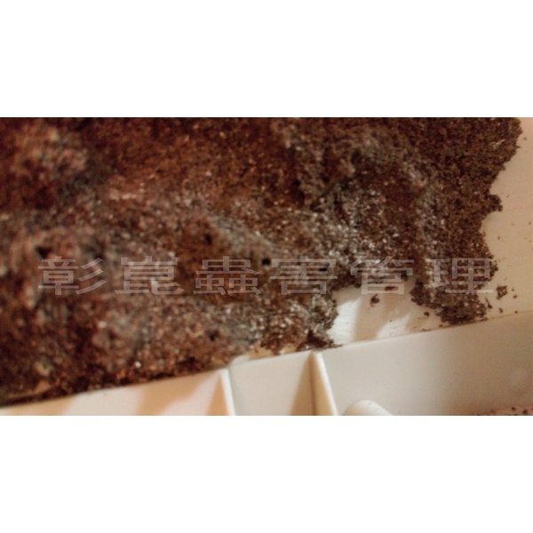 蟻定清防治白蟻