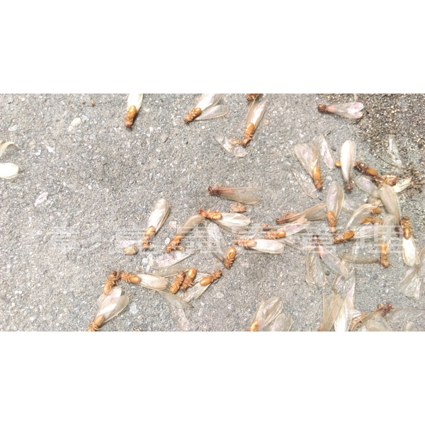 婚飛蟻掉落(大水螞蟻)