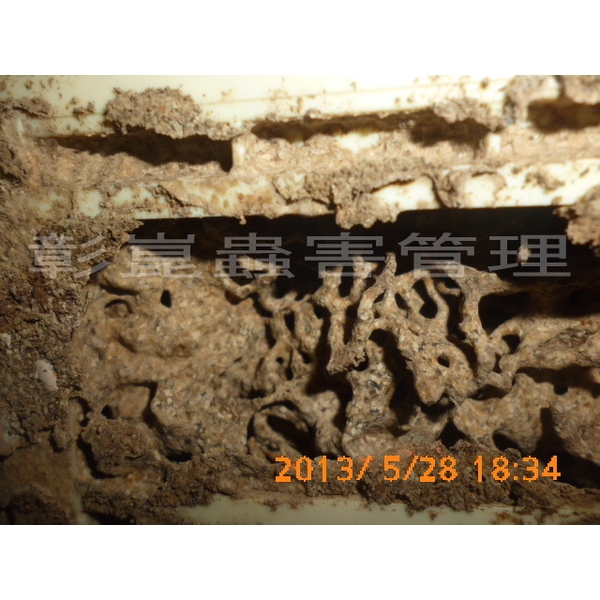 室內白蟻副巢