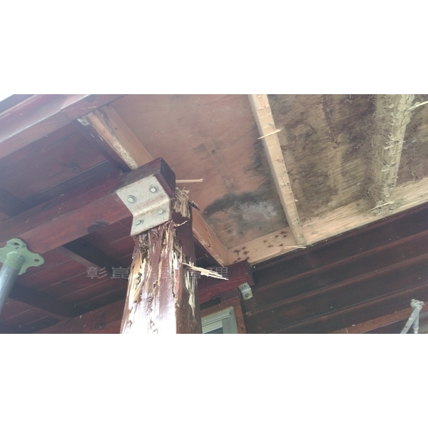 全棟小木屋白蟻防治