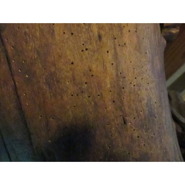 蛀蟲防治 蛀蟲防治,彰崑環境工程有限公司