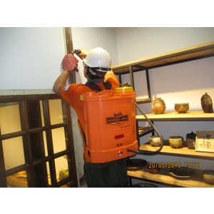 截頭堆砂白蟻防治