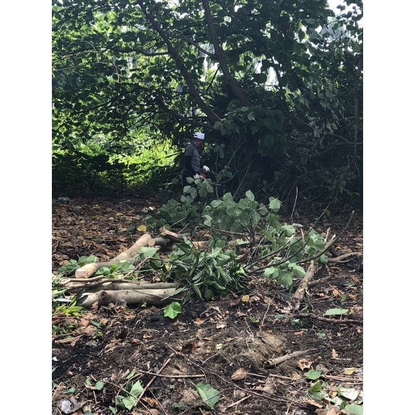 鋸樹整地新建工程