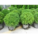 植栽 , 景福園藝