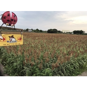 深藏在田中央的咖啡廳