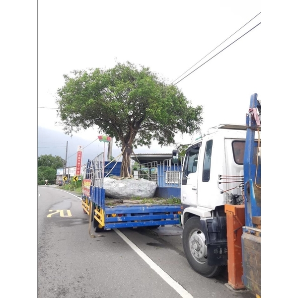 樹木移植-三太子工程行