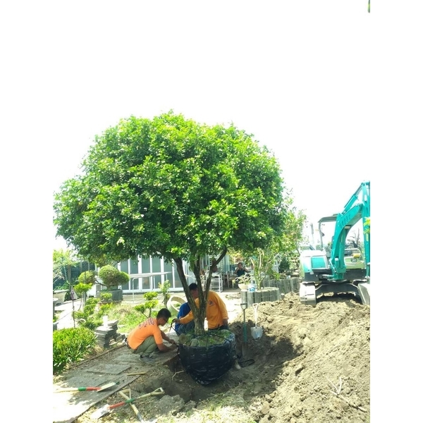 樹木移植-三太子工程行