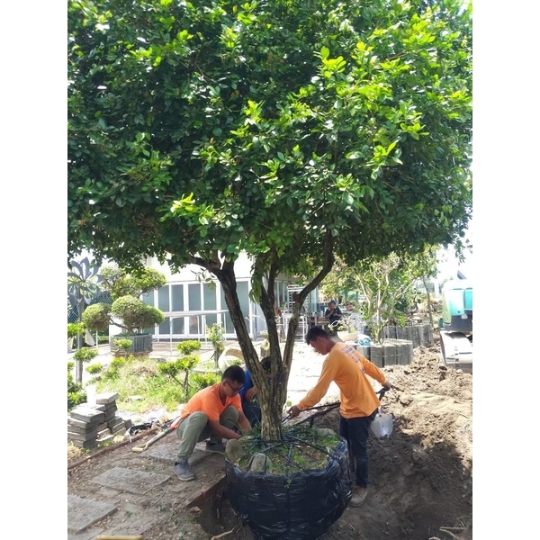 樹木移植,三太子工程行