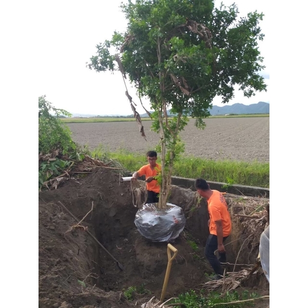 樹木移植-三太子工程行