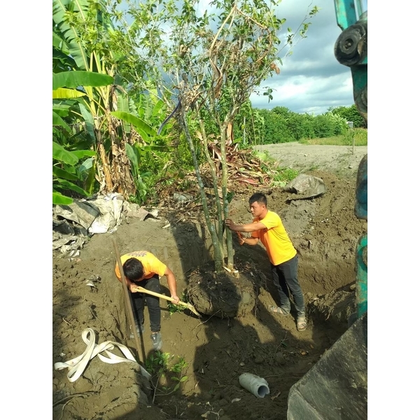 樹木移植-三太子工程行