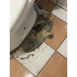 通馬桶 - 一快通衛生清潔行