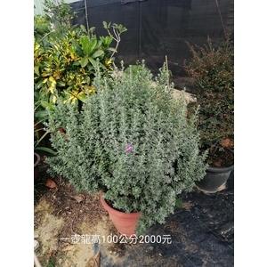 一壺龍 , 芳禾園園藝