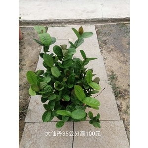 大仙丹 , 芳禾園園藝