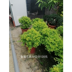 金露花 , 芳禾園園藝