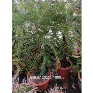 海棗 , 芳禾園園藝