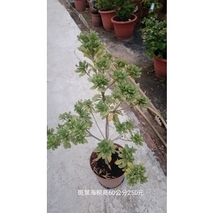 班葉海桐 , 芳禾園園藝