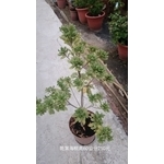 班葉海桐 , 芳禾園園藝