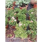 粉紅仙丹 , 芳禾園園藝