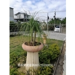 酒瓶蘭瓷盆 , 芳禾園園藝