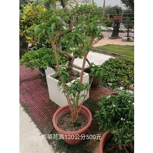 馬茶花 , 芳禾園園藝