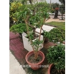 馬茶花 , 芳禾園園藝