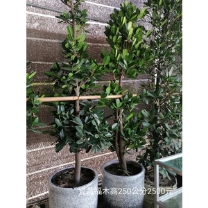 瓷盆福木 , 芳禾園園藝