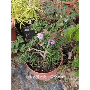 造型水蓮木 , 芳禾園園藝