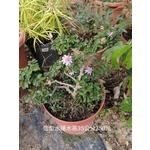 造型水蓮木 , 芳禾園園藝