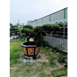 造型龍柏 , 芳禾園園藝