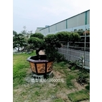 造型龍柏 , 芳禾園園藝