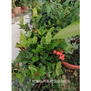 熊貓仙丹 , 芳禾園園藝