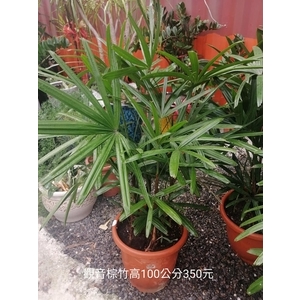 觀音棕竹 , 芳禾園園藝